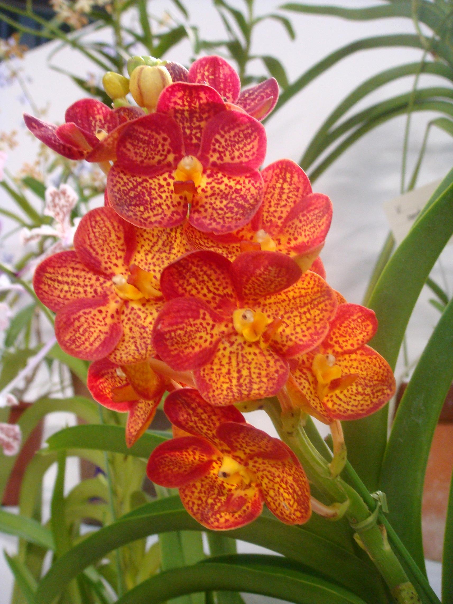 Hoa Phong Lan Vi T Vietnam Orchids Ascocenda